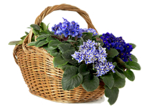 Loja de Flores - Entrega de Flores - Floristas Online - Cestas de Flores - Cesta de Plantas Violetas